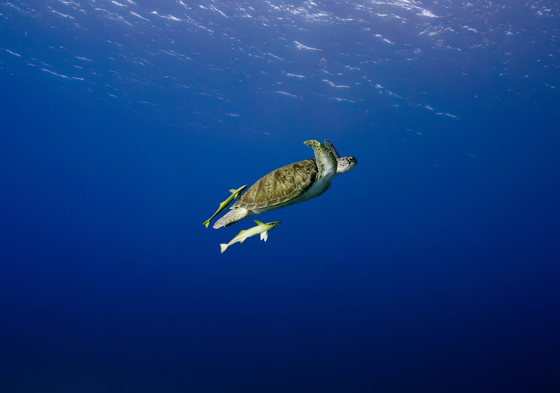 Green sea turtle with remoras